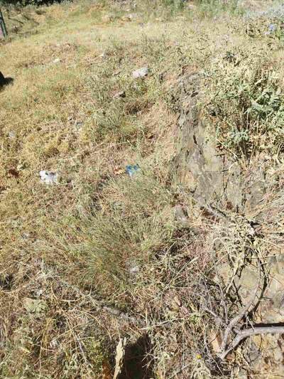 תמונת מגרש, קורדליו - אבוסמוס למכירה (0)