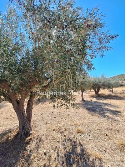 תמונת שטח חקלאי, אנאוויסוס, סרוניקוס למכירה (1)