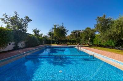 תמונת פלטניאס למכירה (1)