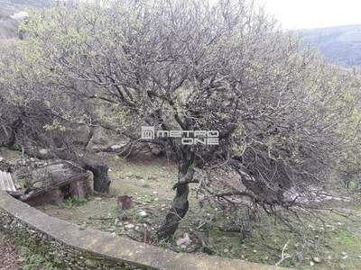 תמונת אנדרוס, הקיקלאדיים למכירה (1)