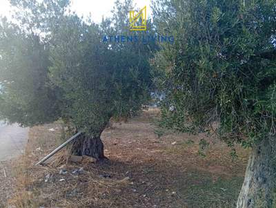 תמונת מגרש, קורופי למכירה (0)