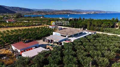 תמונת מגרש, ארמיונידה למכירה (1)