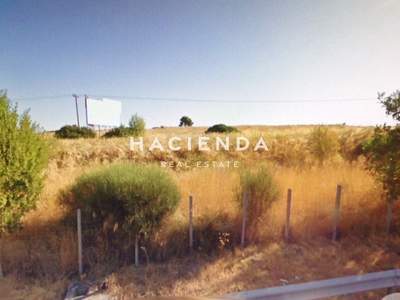 תמונת שטח חקלאי, אווליס, כלקיס (דרום), אוויה למכירה (0)