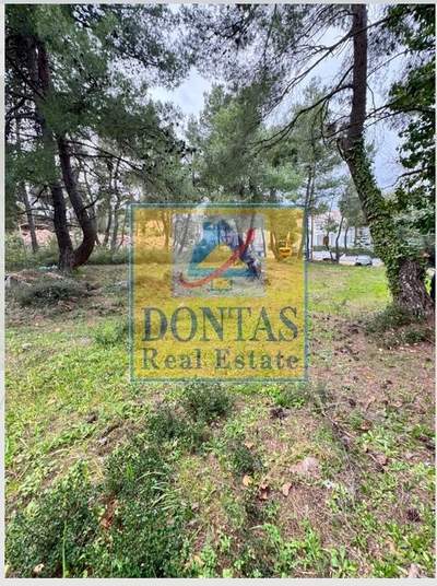 תמונת מגרש, דיוניסוס למכירה (1)