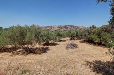 תמונת מגרש, אפוקורנס למכירה (1)