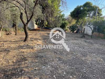 תמונת ספטה ארטמידה למכירה (1)