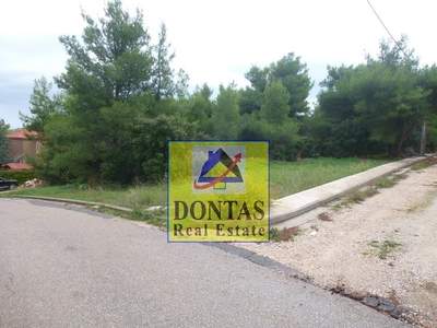 תמונת מגרש, דיוניסוס למכירה (1)