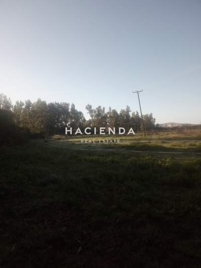 תמונת שטח חקלאי, פילוס ונסטור, פלופונס למכירה (1)