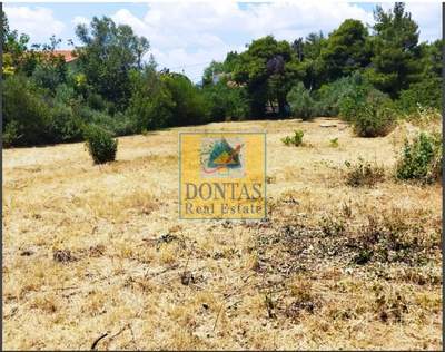 תמונת מגרש, דיוניסוס למכירה (1)