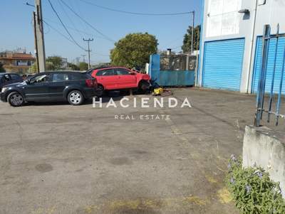 תמונת אכרניס למכירה (1)