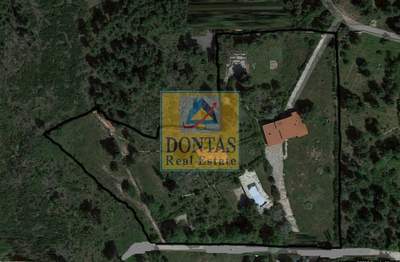 תמונת מגרש, דיוניסוס למכירה (1)