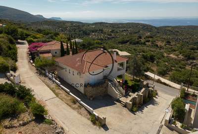 תמונת פילוס ונסטור, פלופונס למכירה (1)