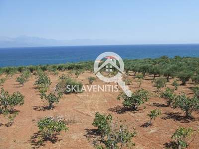 תמונת שטח חקלאי, מסיני למכירה (1)