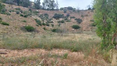 תמונת מגרש, ראפינה - פיקרמי למכירה (0)