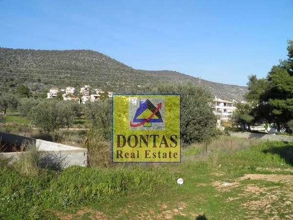 תמונת קורינתיה, פלופונס למכירה (0)