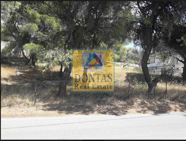 תמונת נאה פאנטלי, אתונה למכירה (0)