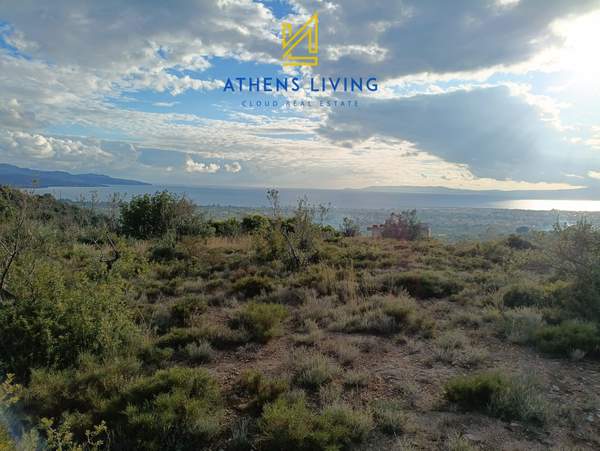 תמונת קאלמטה, פלופונס למכירה (0)