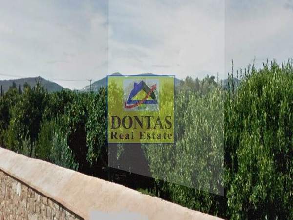 תמונת חיוס למכירה (1)