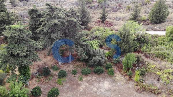 תמונת אפוקורנס, כרתים למכירה (1)