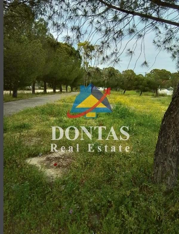 תמונת נאה אריטאריה, קיפיסיה למכירה (0)