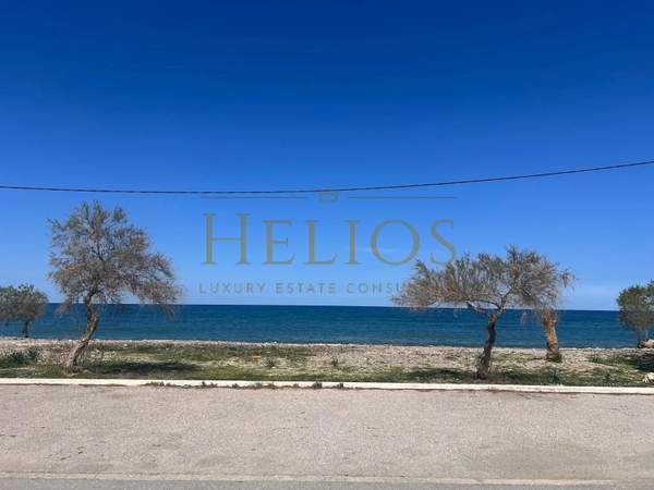 תמונת פלטניאס, כרתים למכירה (1)