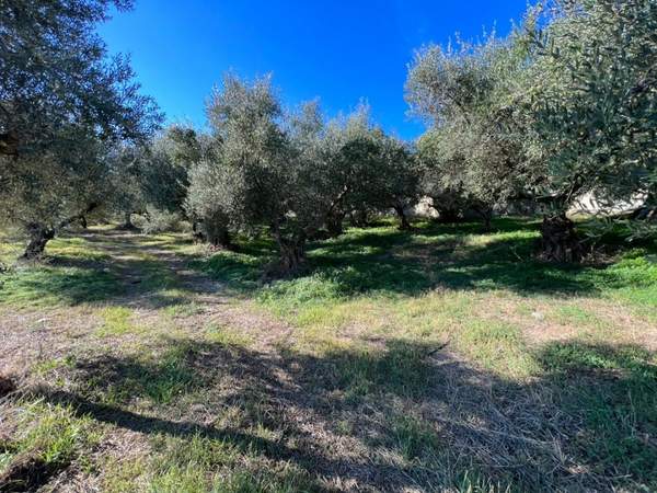 תמונת פלטניאס למכירה (1)