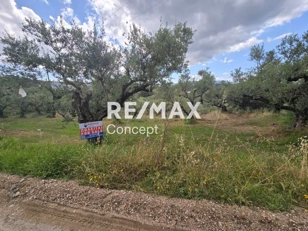 תמונת זקינתוס למכירה (1)