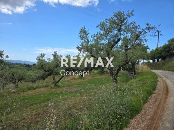 תמונת זקינתוס למכירה (0)