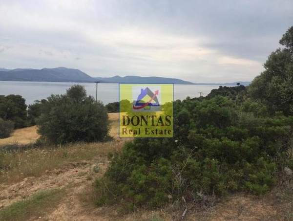 תמונת טנאגרה למכירה (1)