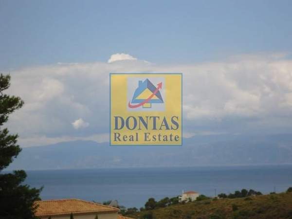 תמונת ארמיונידה למכירה (1)