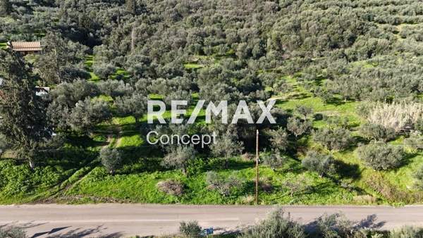 תמונת זקינתוס למכירה (1)