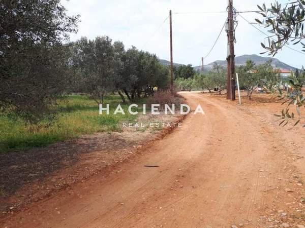 תמונת מונמוואסיה, פלופונס למכירה