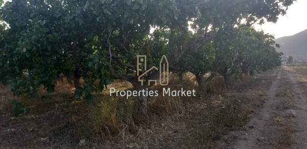 תמונת אנאוויסוס, סרוניקוס למכירה (0)