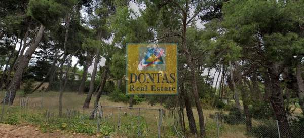 תמונת קיפיסיה למכירה (1)