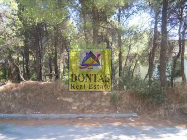 תמונת דיוניסוס למכירה (0)