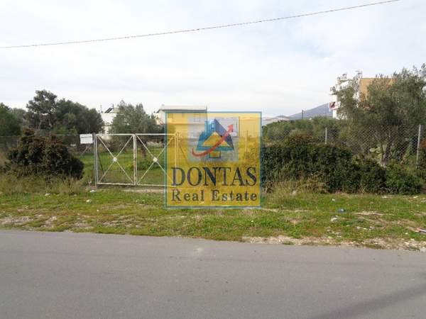 תמונת אכרניס, אתונה למכירה (0)