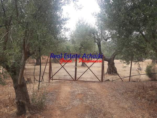 תמונת איגאליאה למכירה