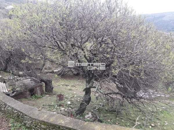 תמונת אנדרוס, הקיקלאדיים למכירה (1)