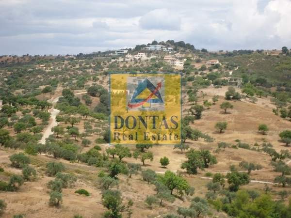 תמונת ארמיונידה למכירה (0)