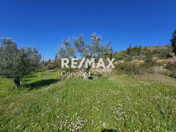 תמונת רשות מקומית זקינתוס למכירה