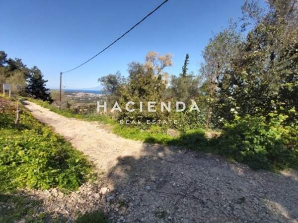 תמונת זקינתוס למכירה