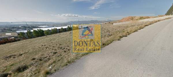 תמונת אספרופירגוס למכירה (0)