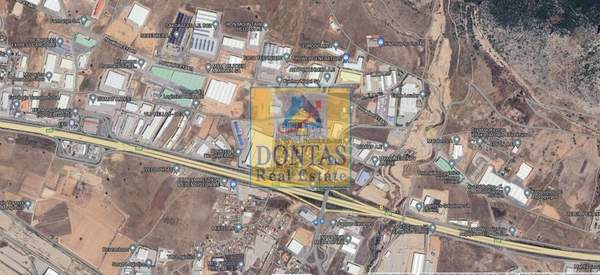 תמונת אספרופירגוס למכירה (1)