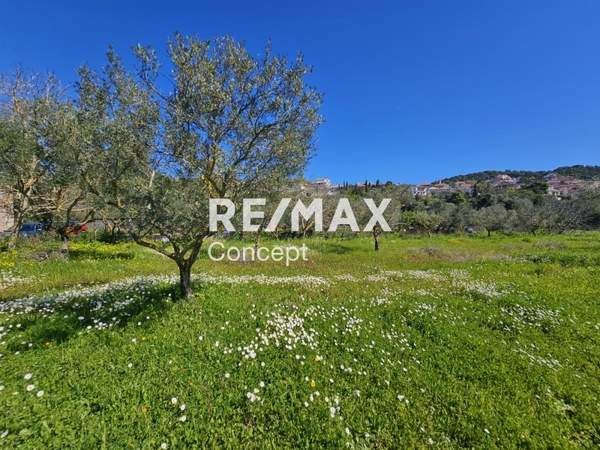 תמונת זקינתוס למכירה (0)