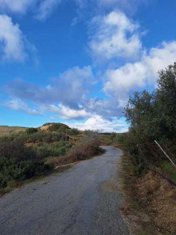 תמונת פלטניאס, כרתים למכירה