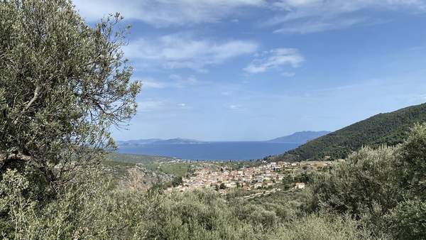 תמונת אפידברוס למכירה (0)