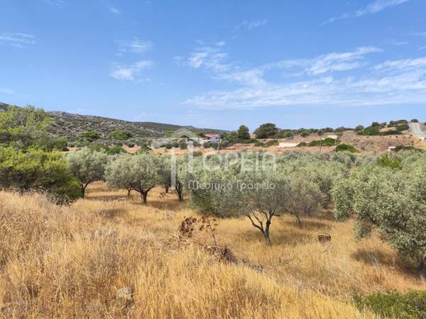 תמונת פאליה פוקיאה, סרוניקוס, אתונה למכירה (1)