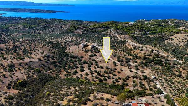 תמונת ארמיונידה, פלופונס למכירה