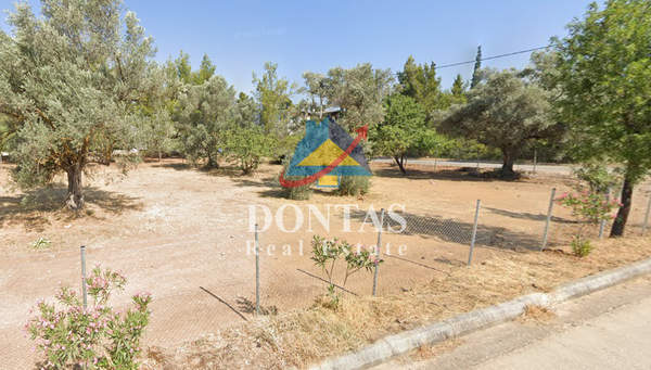 תמונת נאה אריטאריה, קיפיסיה למכירה (0)