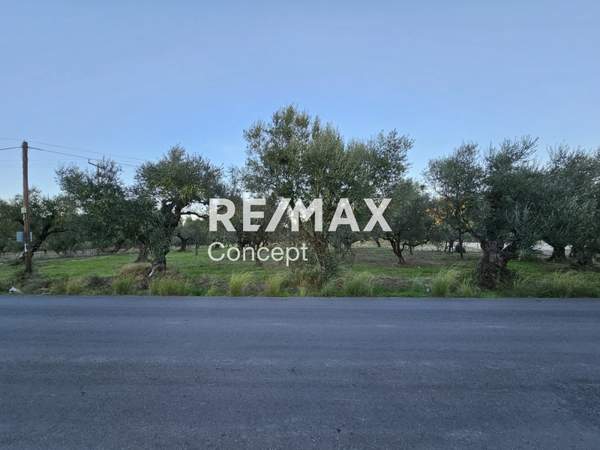 תמונת זקינתוס למכירה (0)